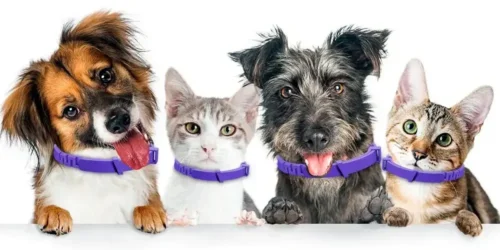 Pets utilizando coleiras terapêuticas que liberam feromônios maternos para acalmar latidos e choros.